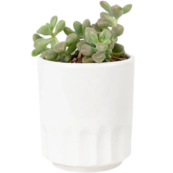 Aloe Vera Mini Plant