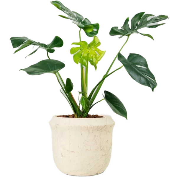 Aglonema - Image 3