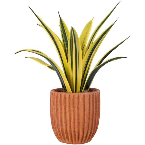 Aglonema