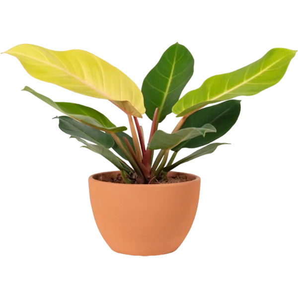 Aglonema Plant
