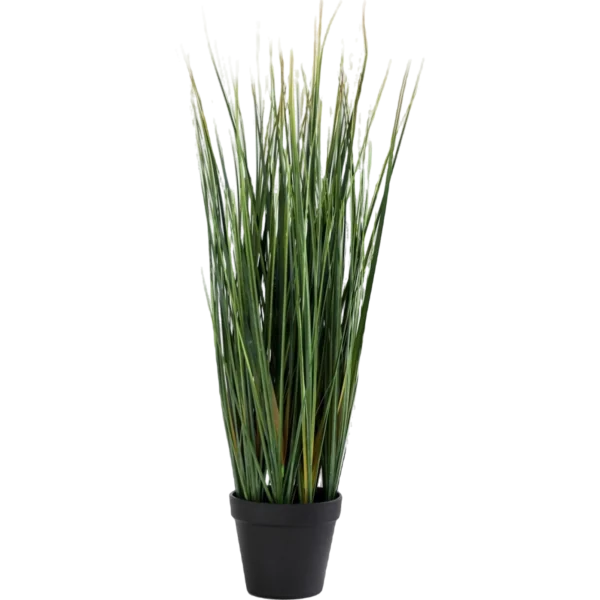 Lemon Grass Plant